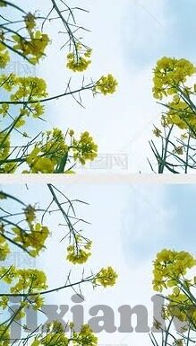 麻豆传媒直播官网-探索麻豆传媒直播官网的多元化魅力