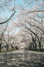 在线不卡日本v一区二区-探索日本在线娱乐平台的多元化体验——V一区与V二区的独特魅力
